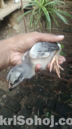 আছিল/ফাইটার মুরগি